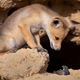 Imagen para el artículo titulado Aquí están por fin las fotos de animales más cómicas de 2020